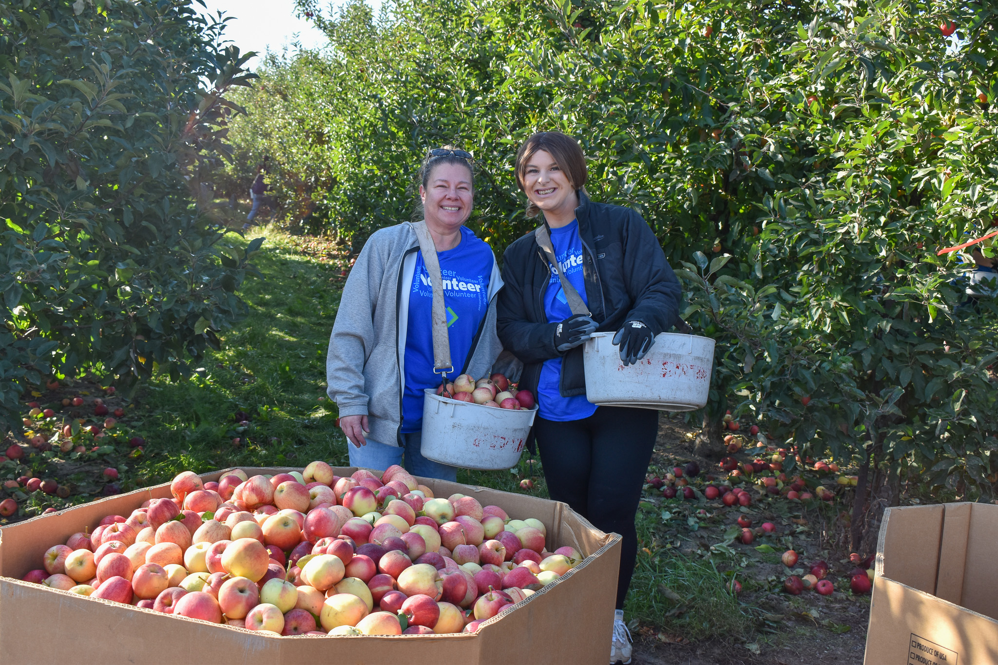 Volunteers smiling while standing in an apple orchard by a tote filled with apples