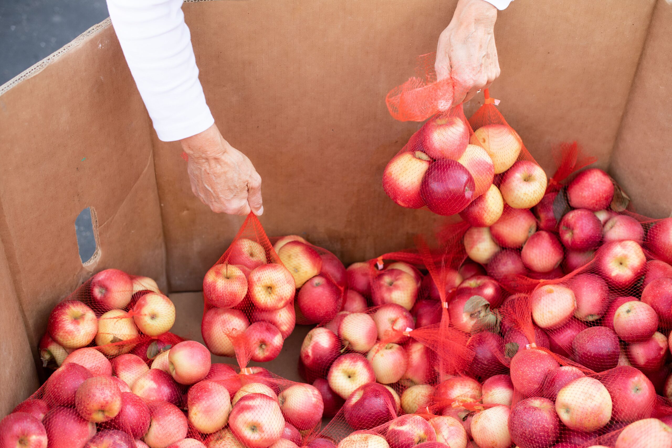 Volunteer holding apples